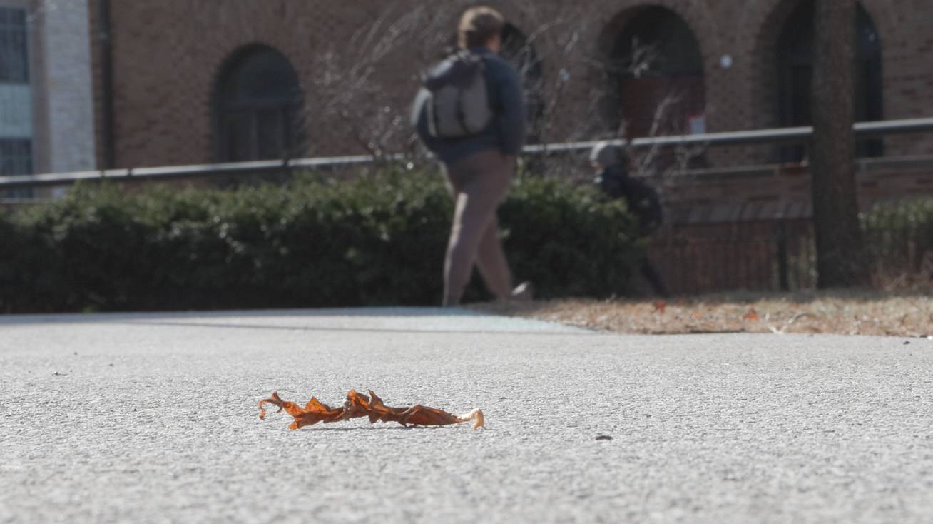 A dead leaf lies on the sidewalk on Northwestern University’s Evanston campus as students walk by, Jan. 28, 2025.